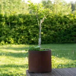 Petteri Wiimaa corten plantekrukke Myy-XXL Buy 3, Get 4