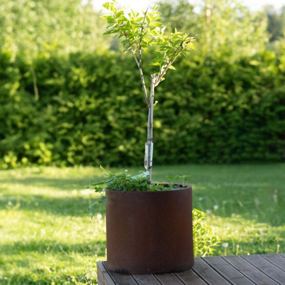 Petteri Wiimaa corten plantekrukke Myy-XXL Buy 3, Get 4